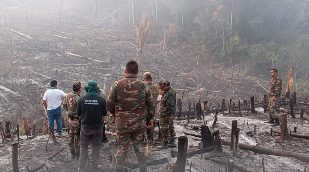 Realizan Operativo Contra Tala Ilegal Y Quema De Bosques En Honoria