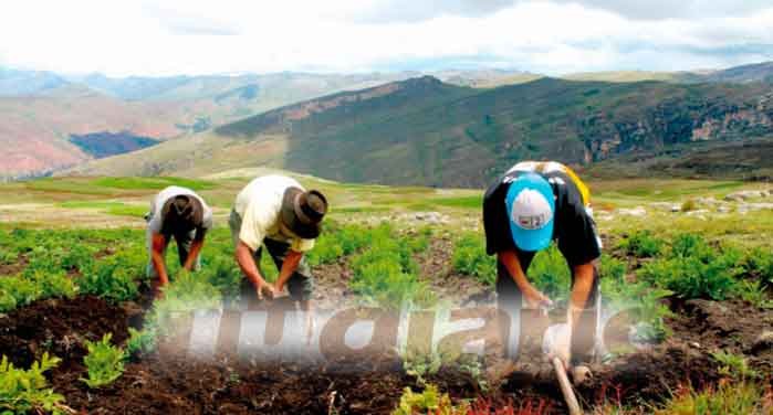 Huánuco es el segundo productor de papa en el país con 400 variedades