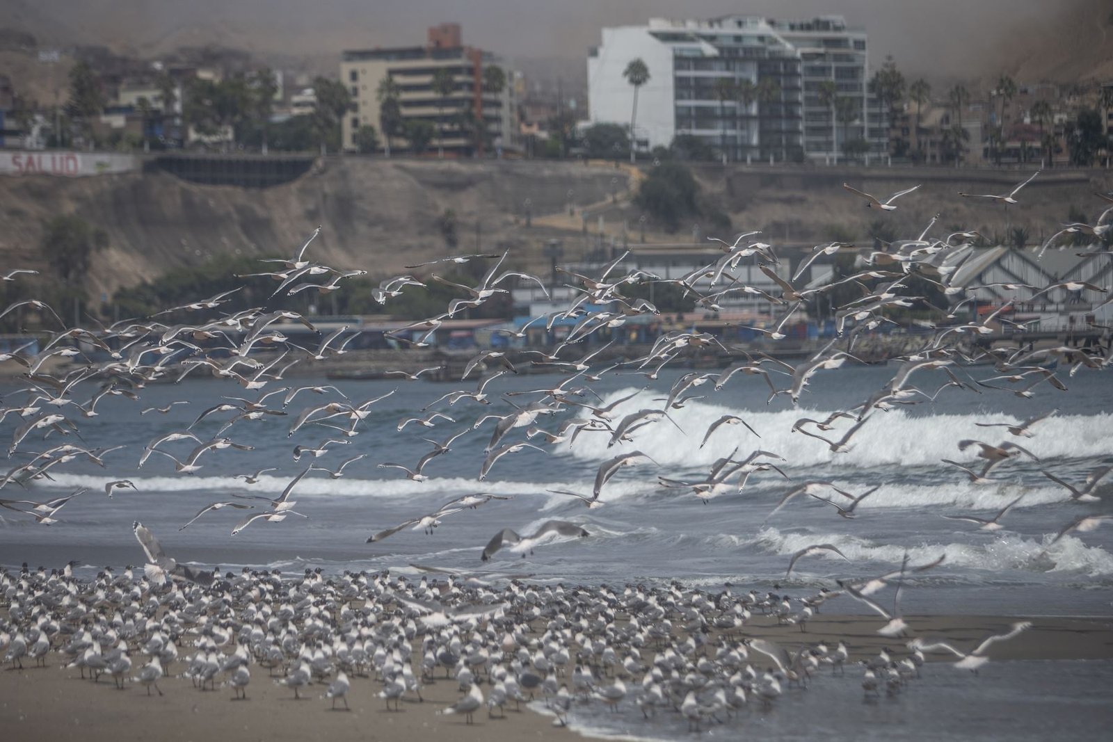 Aves, delfines y lobos marinos recuperan su territorio durante aislamiento social