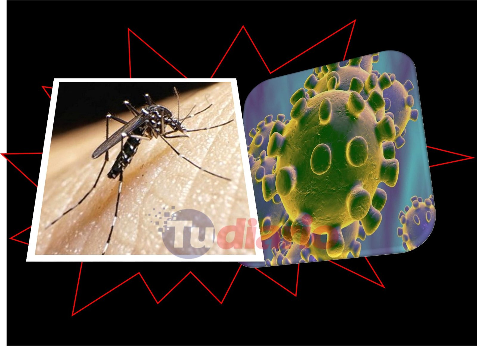 Dengue vs. coronavirus