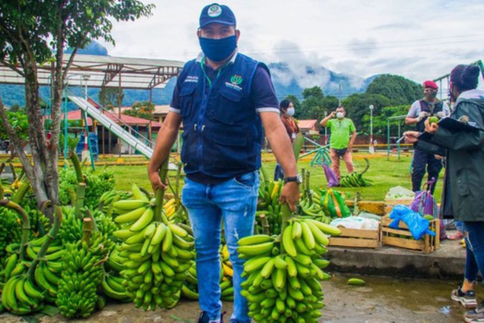 Productores de plátano de Huánuco mejoran su economía familiar