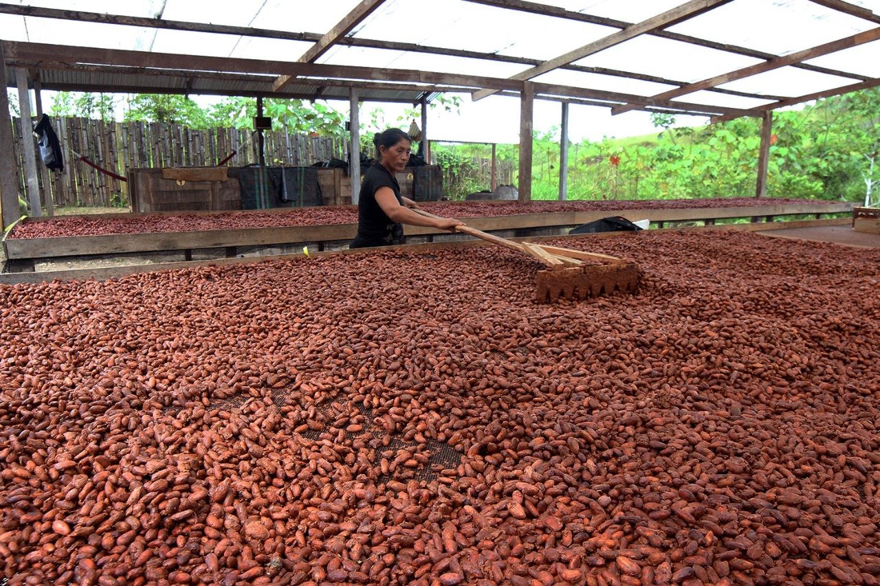 Productores de cacao en Puerto Inca tienen 165 secadores solares