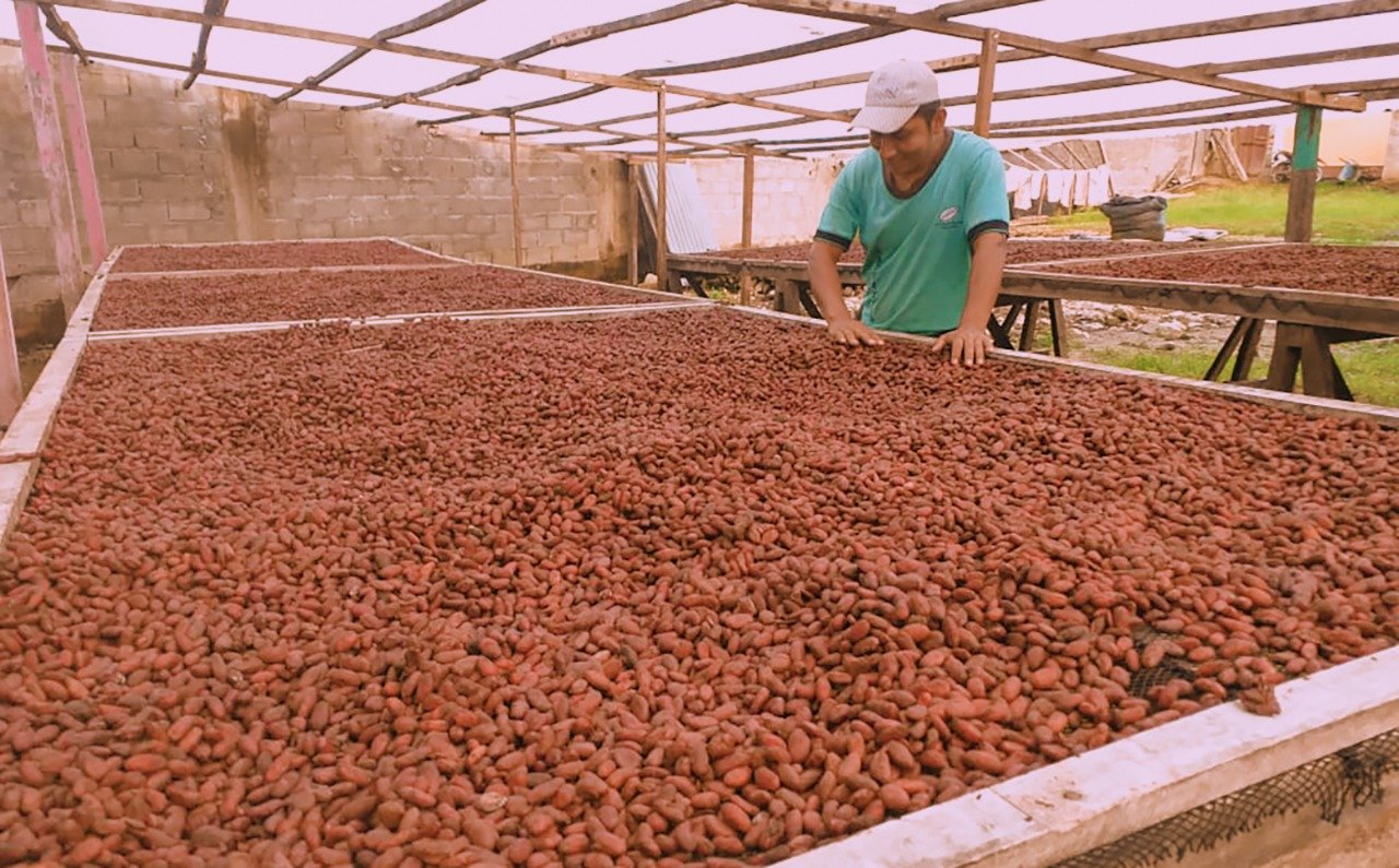 Devida transfiere S/ 800 mil para reactivar economía de 329 productores de cacao en La Morada