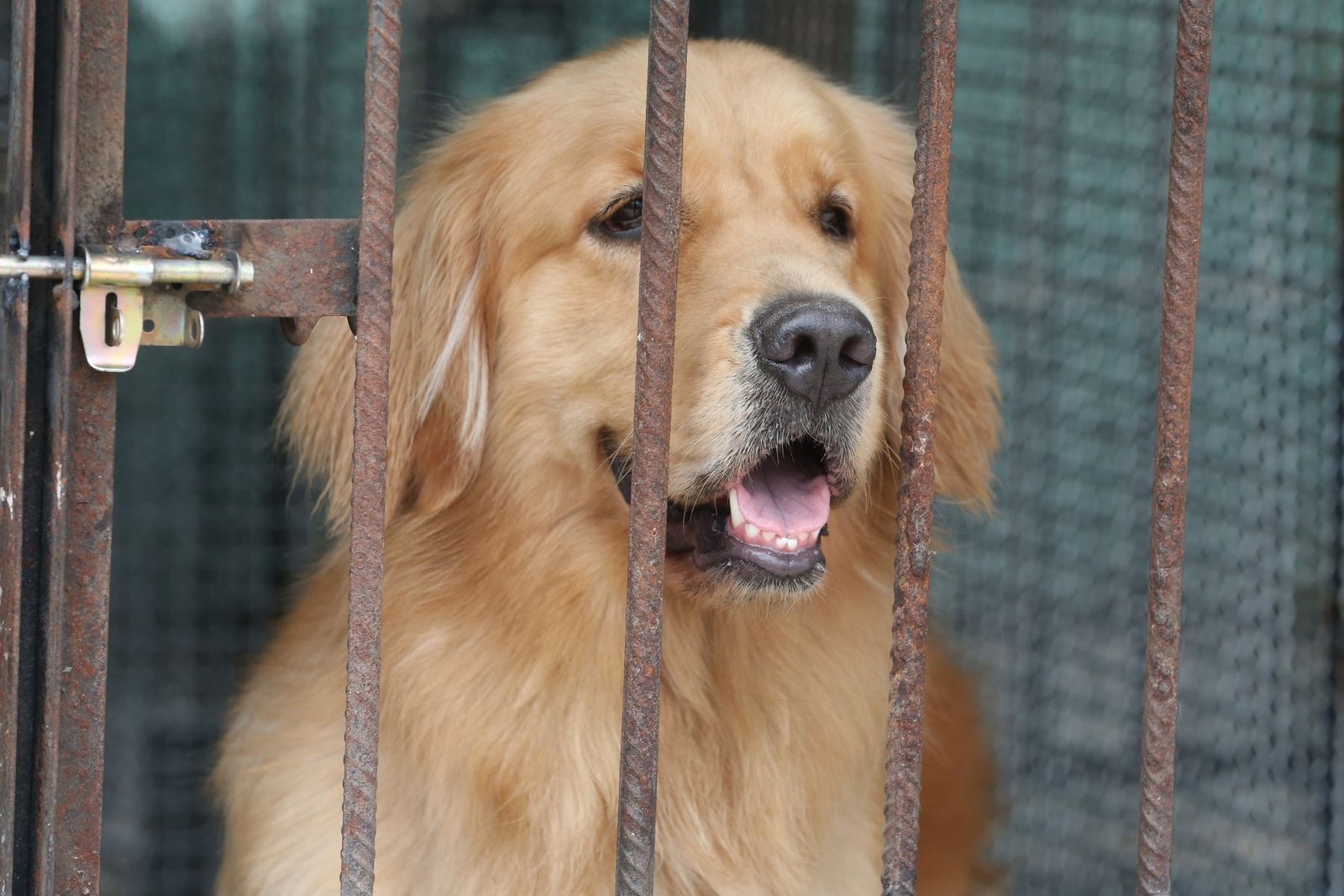 Paso monumental en medio de la pandemia: China prohíbe criar perros para consumo humano