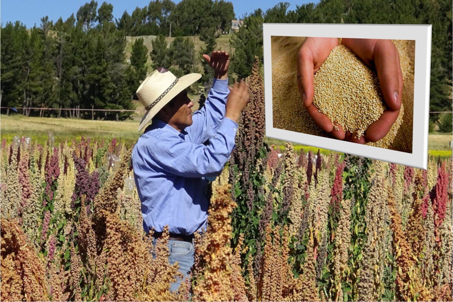 El Inia desarrolló una nueva variedad de quinua con alto valor nutricional