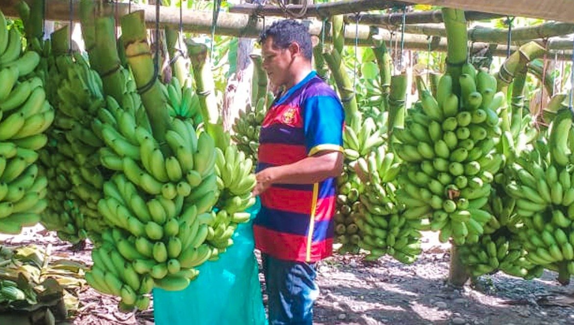 Leoncio Prado: productores de Castillo Grande lograron 246 mil soles en venta de plátanos