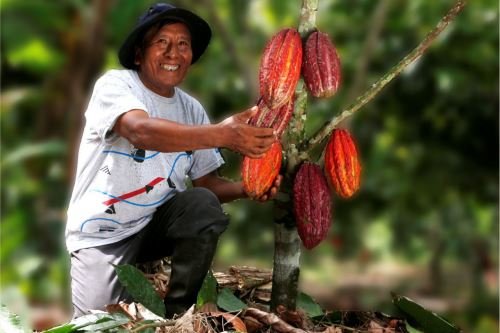 Día Mundial del Cacao: origen de fruto estaría en Perú que es segundo productor orgánico