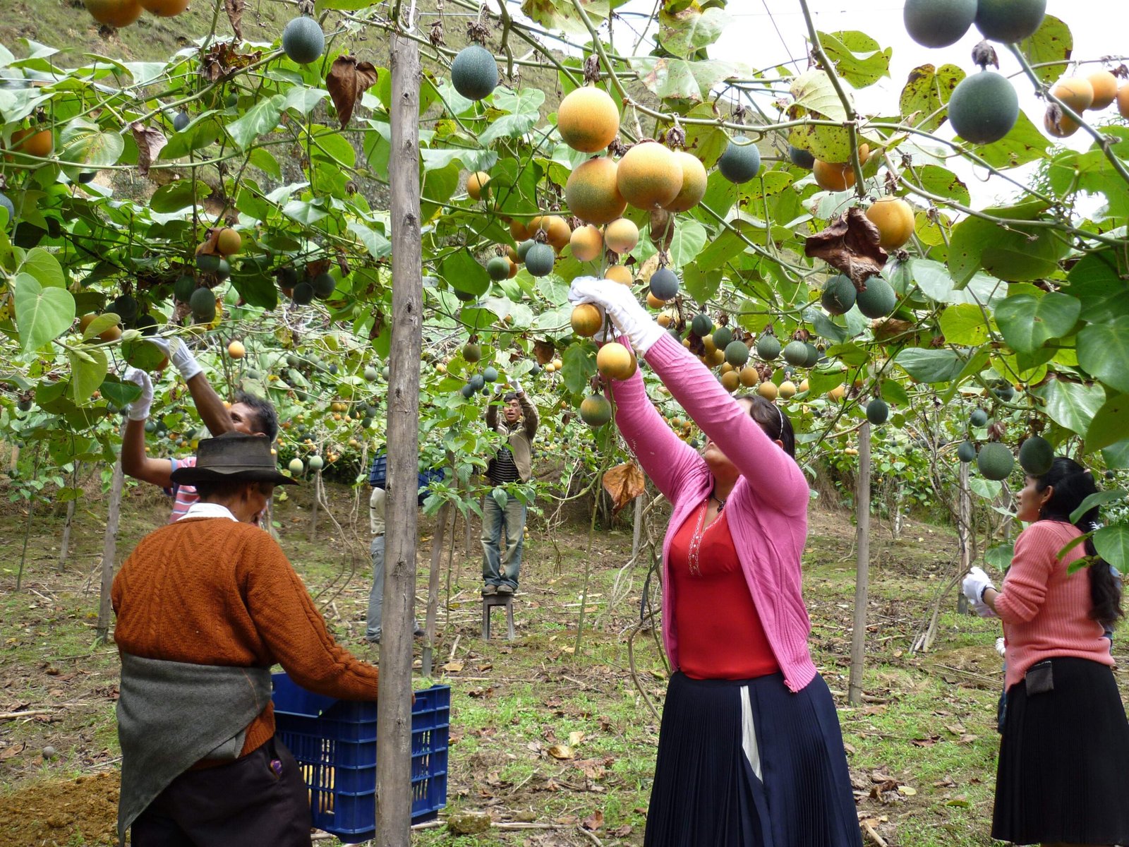 Con inversión de S/ 16.2 millones reactivarán sector agropecuario en Huánuco