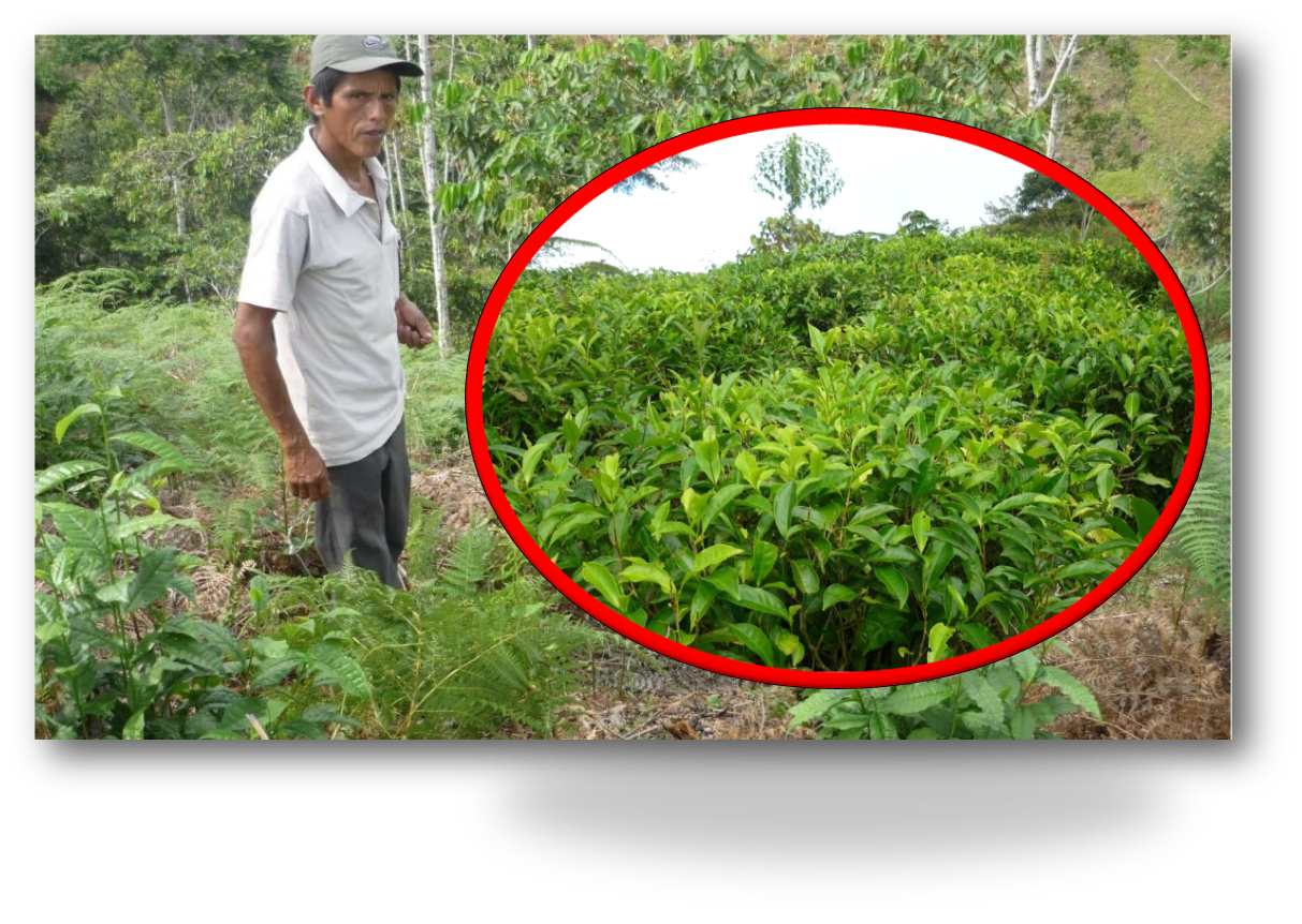 Darán continuidad a proyecto té verde en 15 zonas de Leoncio Prado