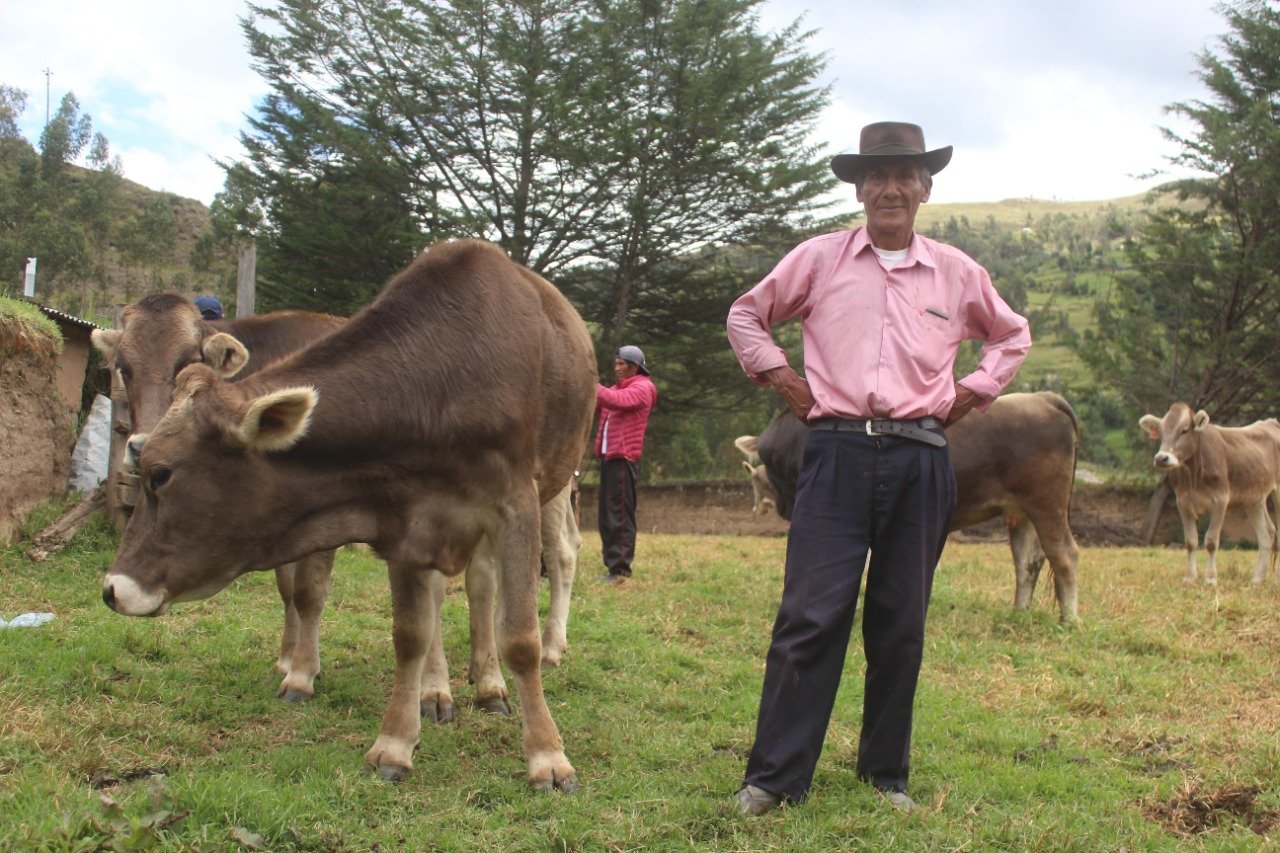 Con inseminación artificial mejorarán raza de ganados vacunos en Lauricocha