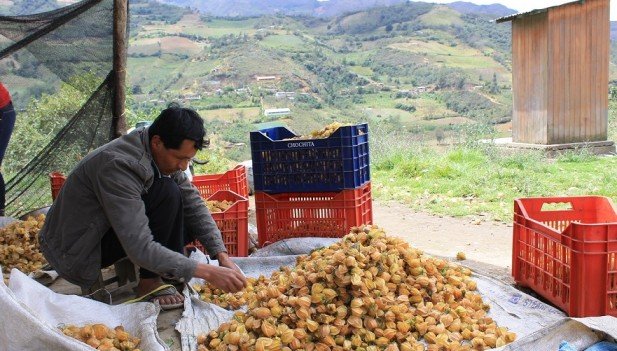 Procompite regional anuncia inversión de 17.7 millones de soles para cadenas productivas