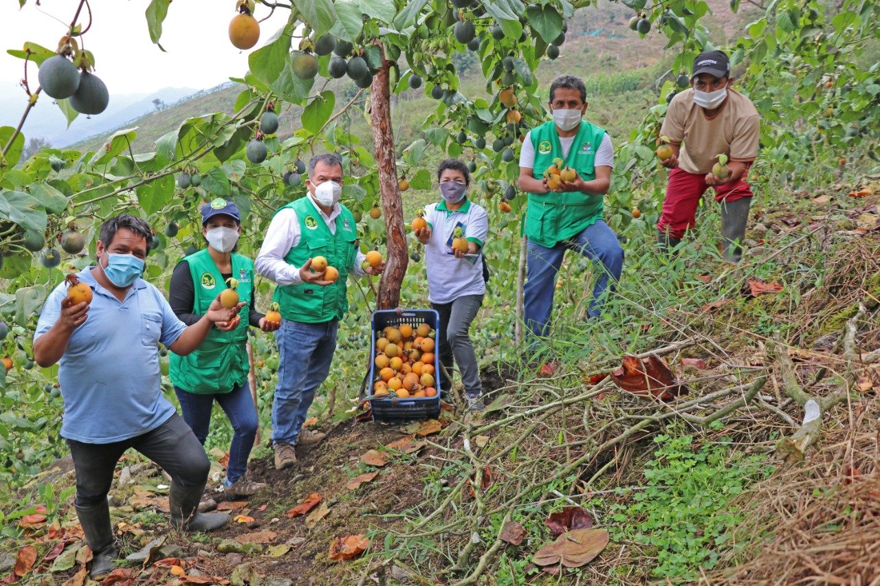 Buscan mejorar productividad de la granadilla en El Mirador