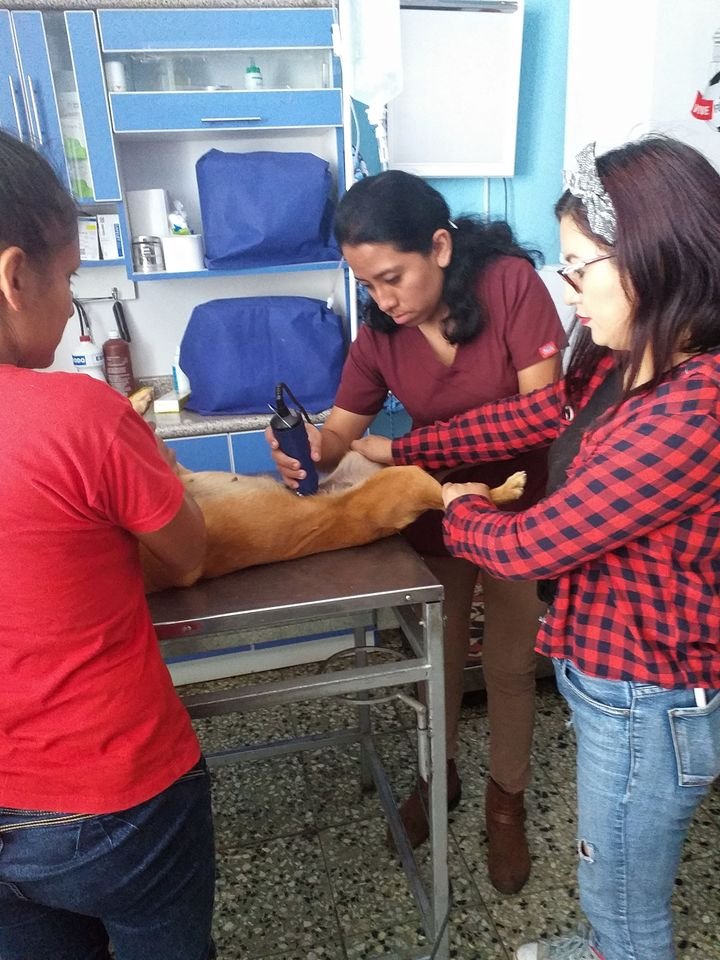 Municipalidad de Huánuco alista campaña de esterilización masiva de canes y felinos