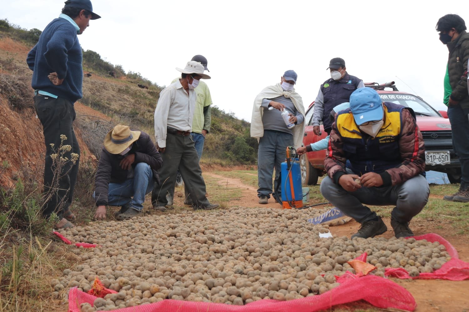 Promueven mejora del cultivo de papa en poblado del distrito de San Rafael