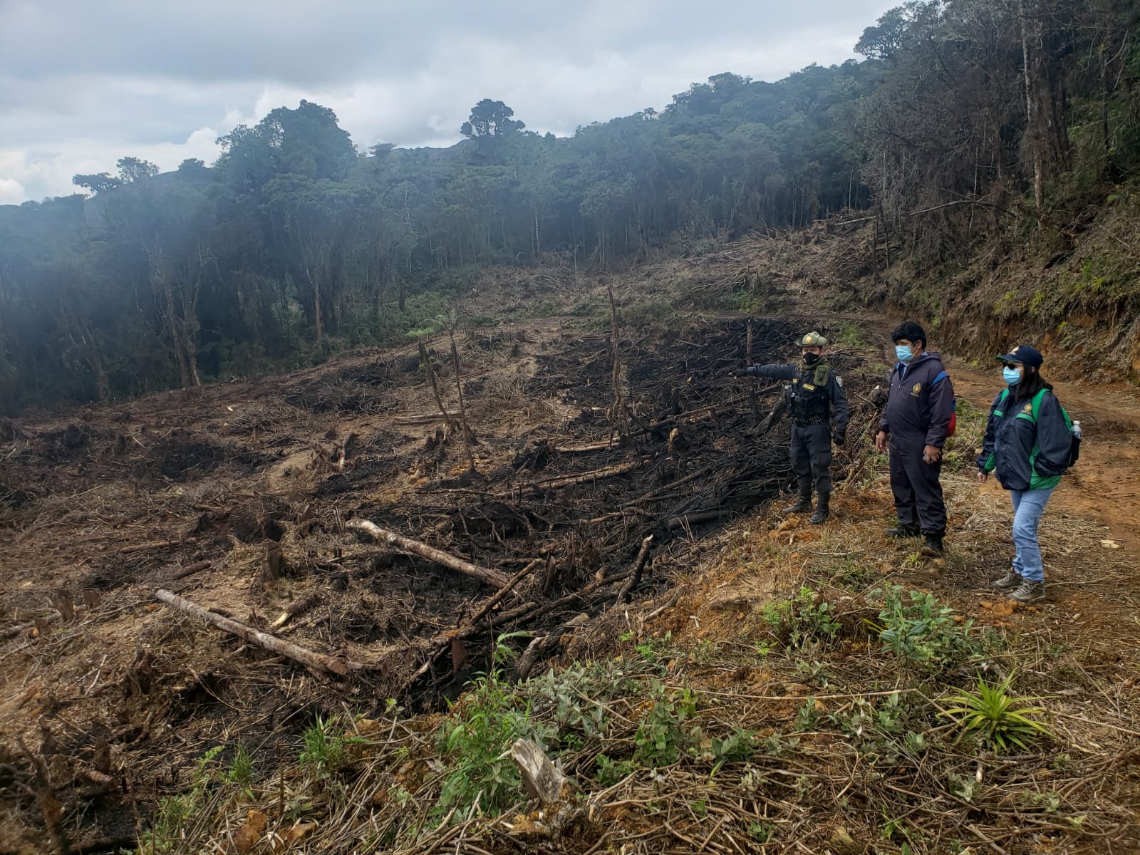 Bosques protegidos en el distrito de San Pablo de Pillao son destruidos sin contemplación