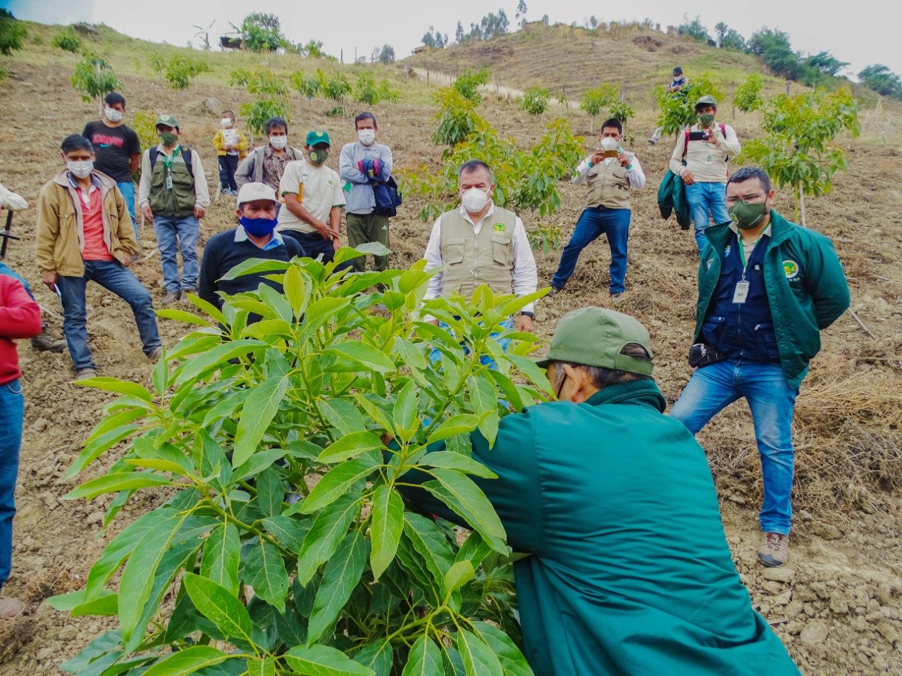 Cultivan 60 mil plantas de paltos de variedad Hass en Tambo de San José