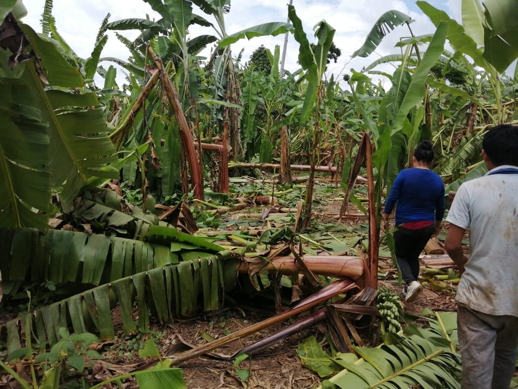 Vientos fuertes afectaron 51 viviendas y destruyeron 48 hectáreas de sembríos en Leoncio Prado