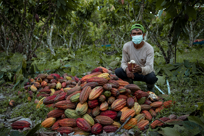 Con plan de negocio buscan potenciar producción de cacao