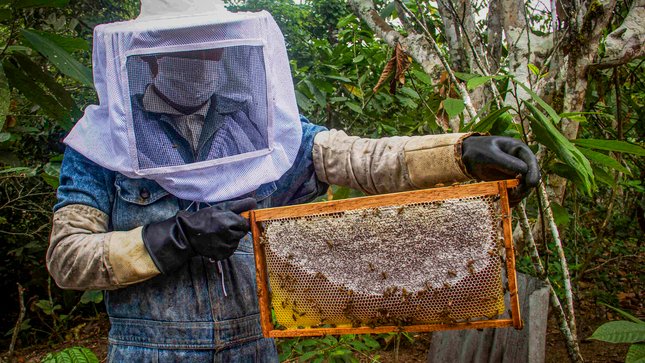 Promueven crianza de abejas y producción de miel en cinco distritos de Huamalíes y Leoncio Prado