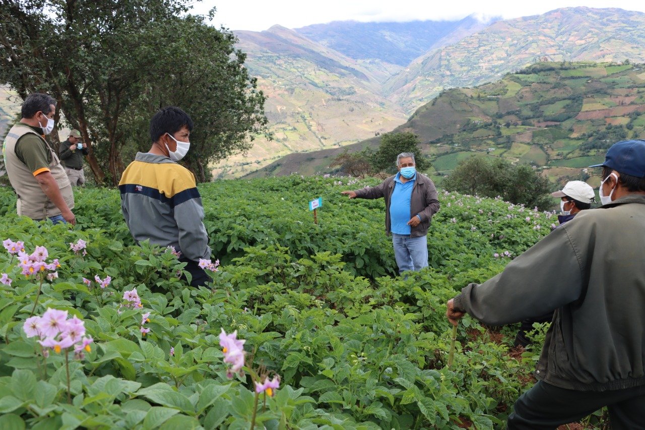 Investigan nuevas variedades de papa en Huánuco resistente a la rancha