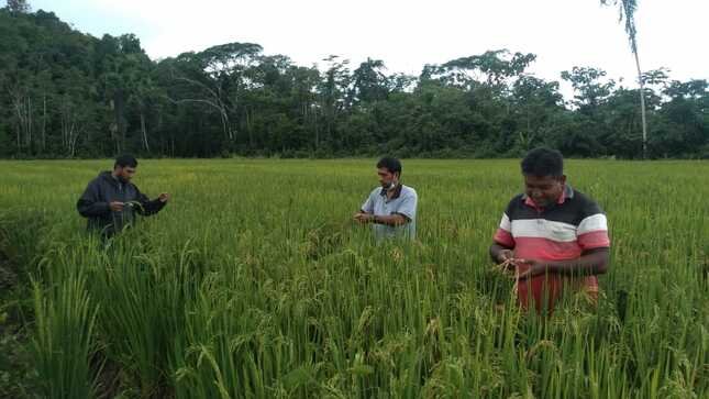 Fortalecen cadena productiva de arroz en el valle del Pucate