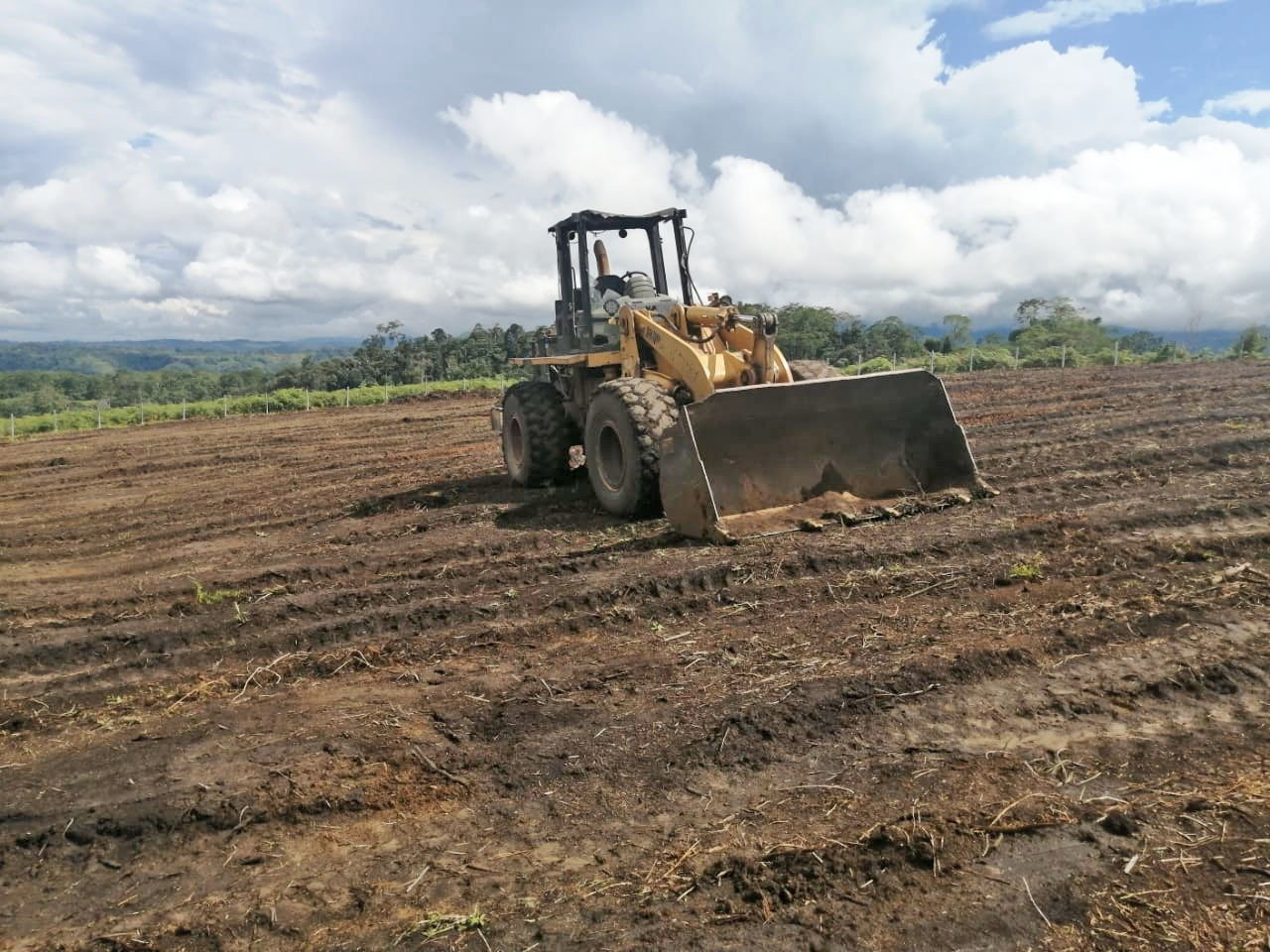 Implementan vivero para la cadena de producción de té verde en Daniel Alomía Robles