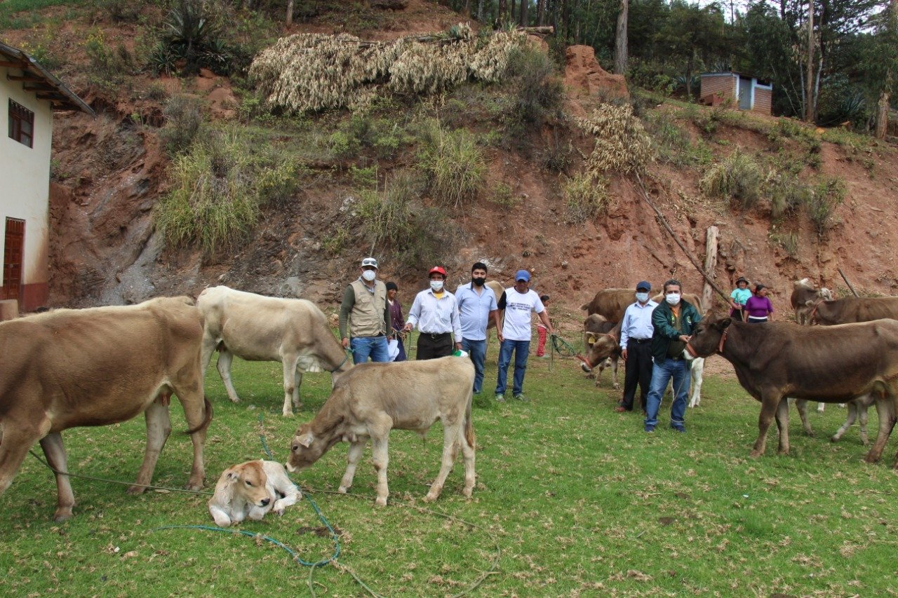 Procompite mejora producción de queso en el distrito de Shunqui