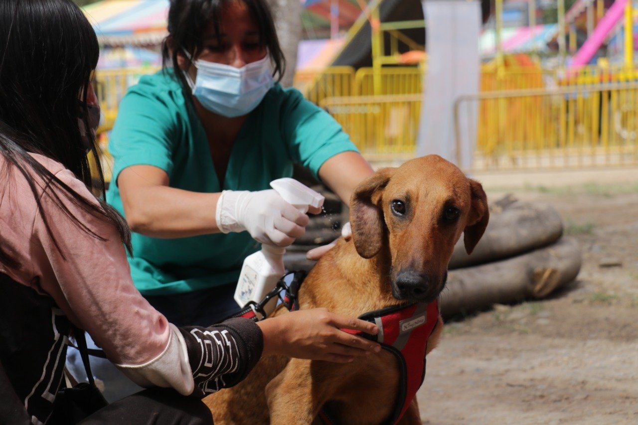 “Jueves de patitas” atenderá también en distritos