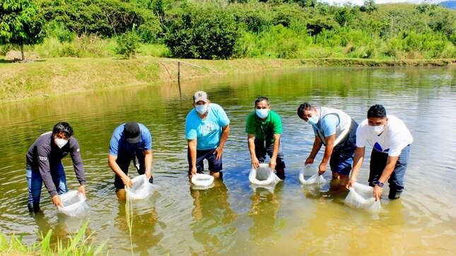 Con entrega de 321 millares de alevinos de peces amazónicos fortalecen piscicultura en Monzón