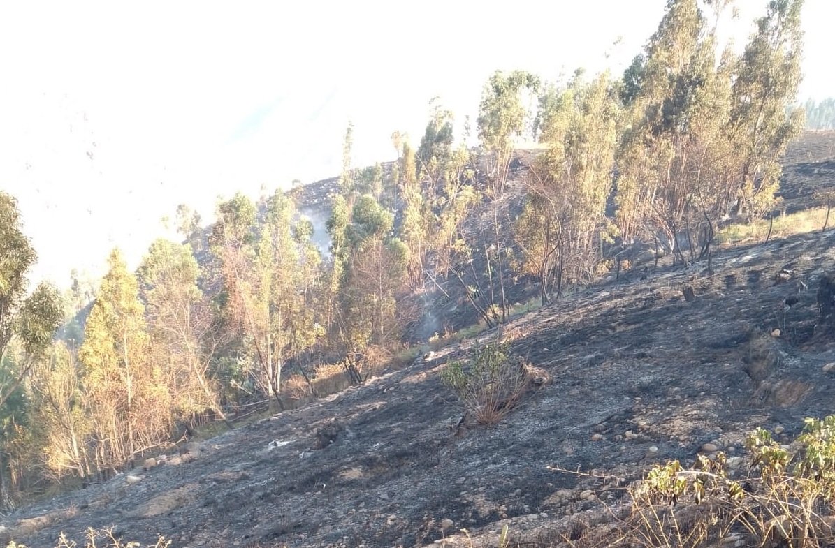Huánuco: incendios forestales acaban con animales y decenas de hectáreas de pastizales y árboles