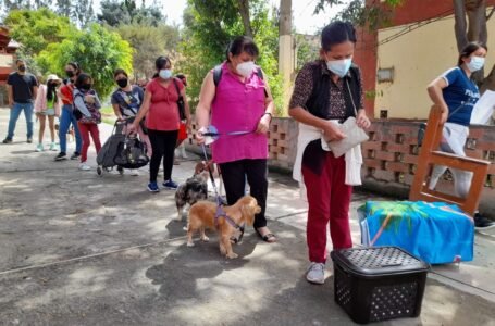 Huánuco: realizan masiva campaña de esterilización canina y felina