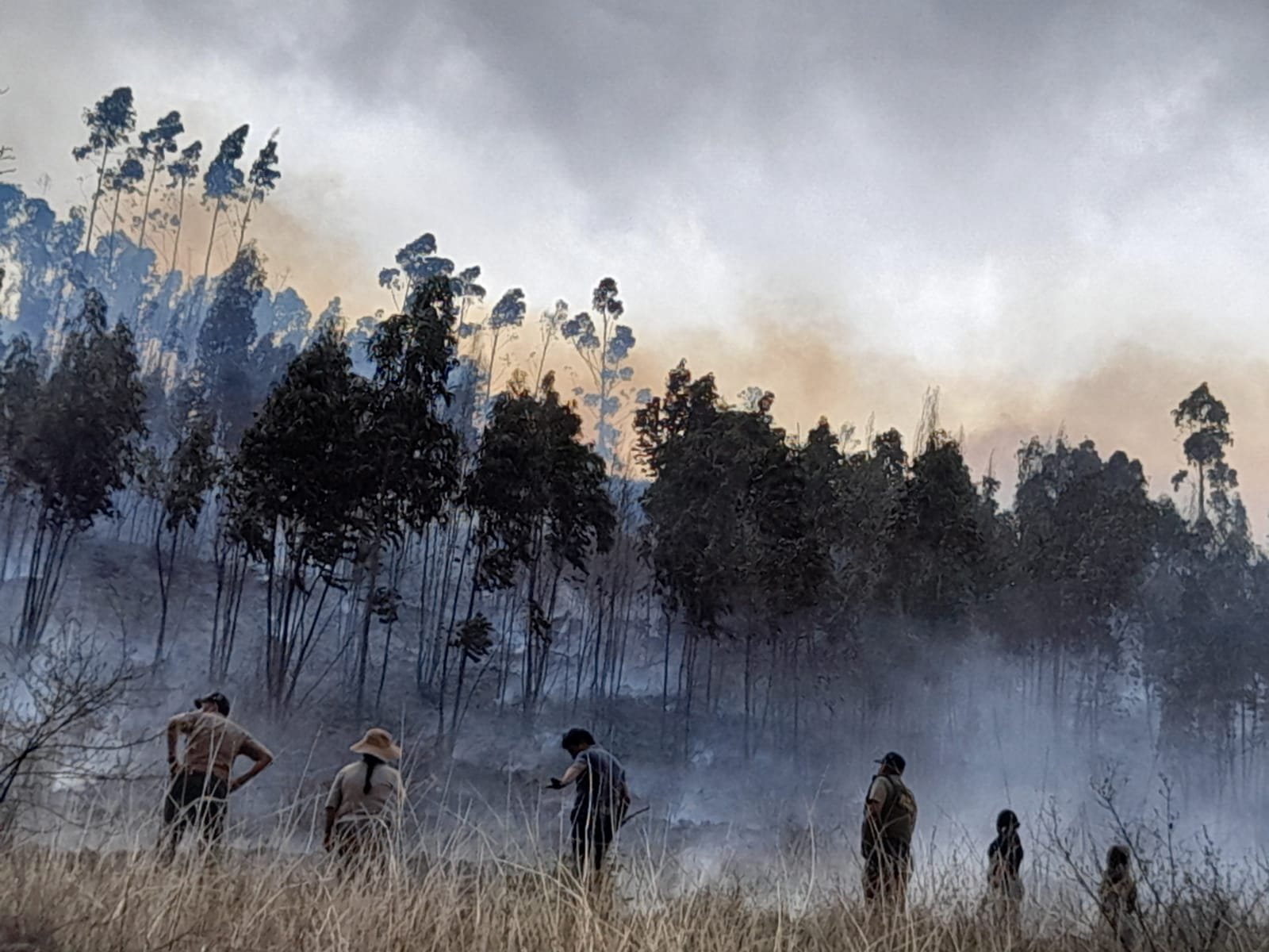Incendio arrasa plantaciones de eucalipto y sembríos de pan llevar en zonas de Pillco Marca