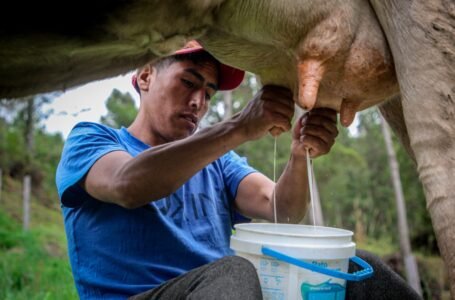 Procompite fortalecerá cadena productiva de lácteos en Pachas
