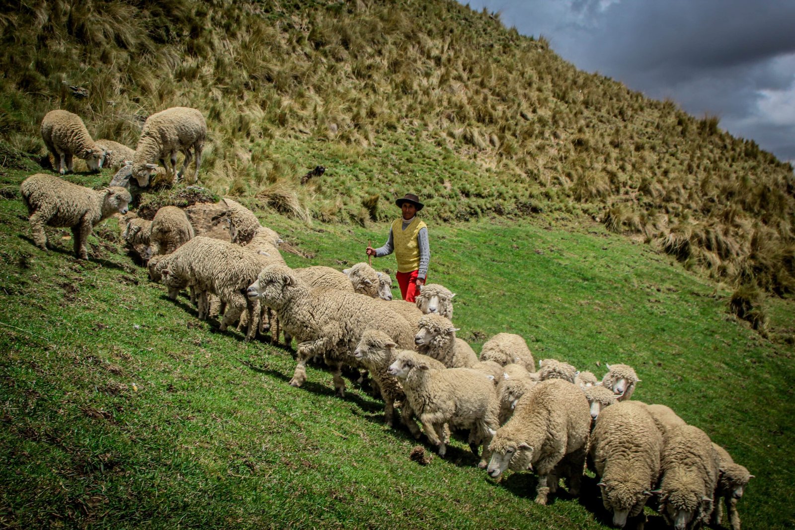 Mejorarán producción de ganado ovino en San Miguel de Cauri