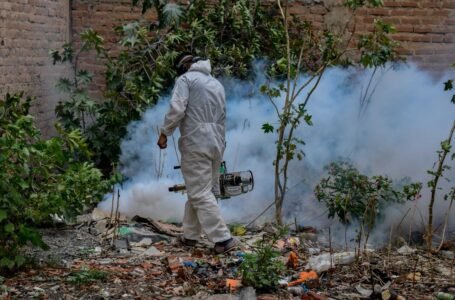 Confirman cinco nuevos casos de dengue importados en Huánuco, Amarilis y Pillco Marca