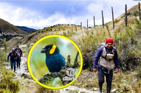 Identifican ruta turística de Unchog en el bosque de Carpish que alberga 261 especies de aves