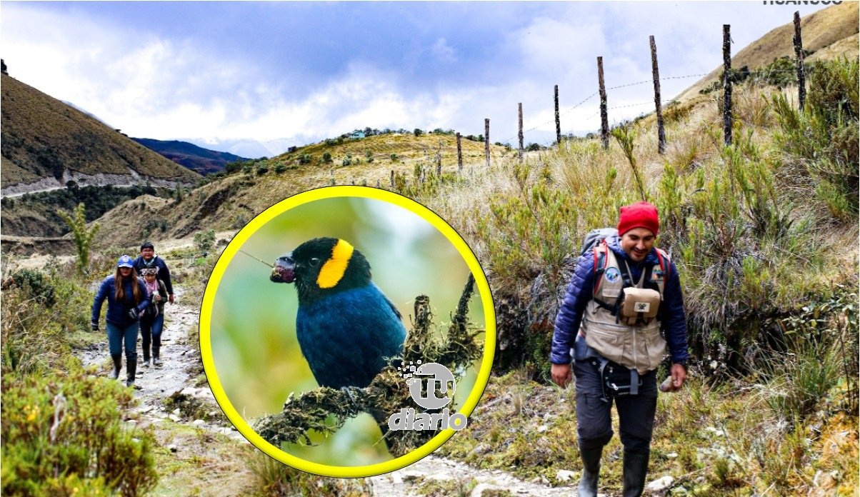 Identifican ruta turística de Unchog en el bosque de Carpish que alberga 261 especies de aves