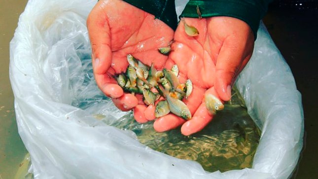 Siembran 475 mil alevinos de peces Paco en piscigranjas de seis zonas del Alto Huallaga