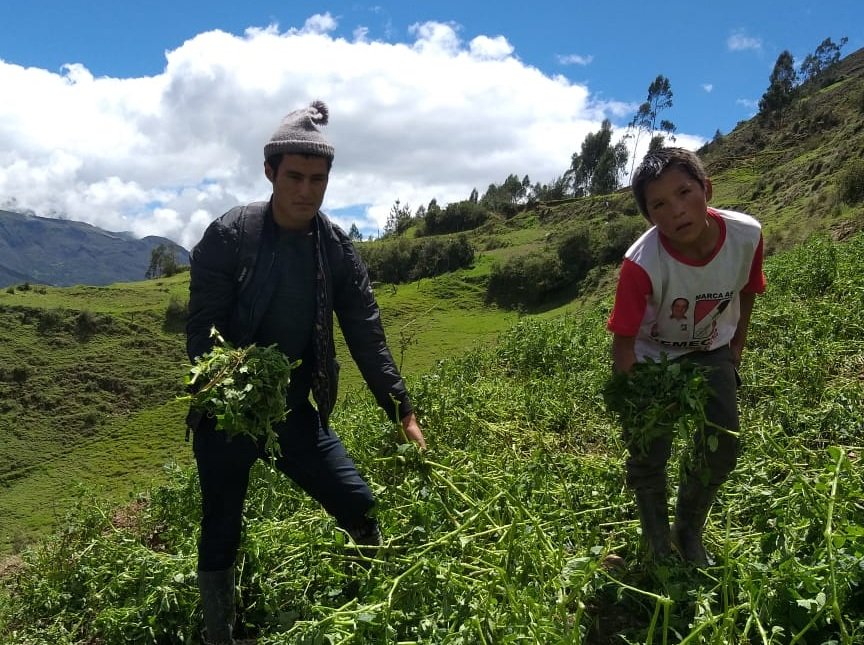 Fuertes granizadas dañaron 234 hectáreas de diversos cultivos en cuatro distritos de Huánuco