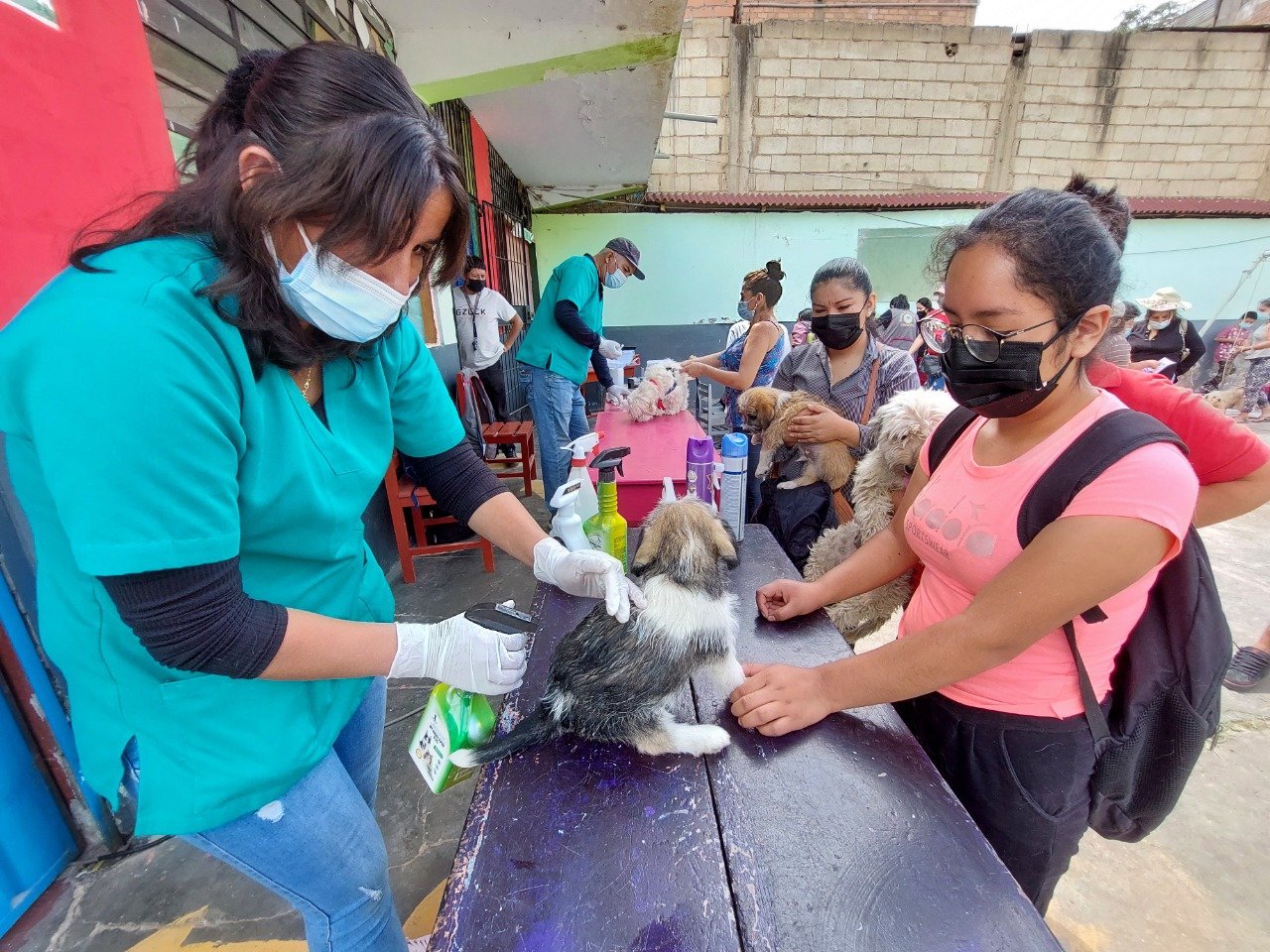 Consultorio veterinario de Huánuco atendió a 162 mascotas en Amarilis