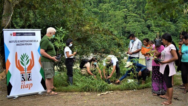 Reforestan ribera del río Huallaga con bambú en zona de Leoncio Prado