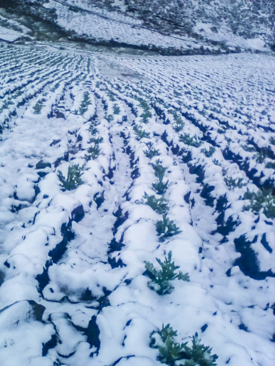 Intensa nevada afectó 20 hectáreas de cultivo de papa nativa en San Rafael