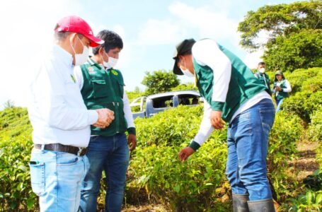 Reinician ejecución de proyectos de té verde y cacao en Leoncio Prado