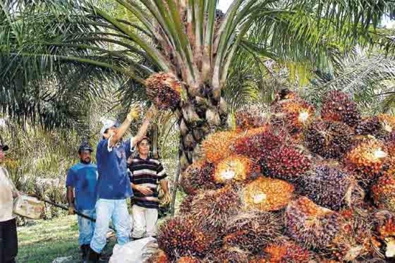 En Huánuco y Ucayali producen palma aceitera sin deforestación