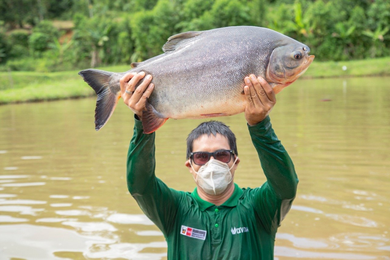 Instalarán laboratorio para reproducir peces amazónicos en la provincia de Leoncio Prado