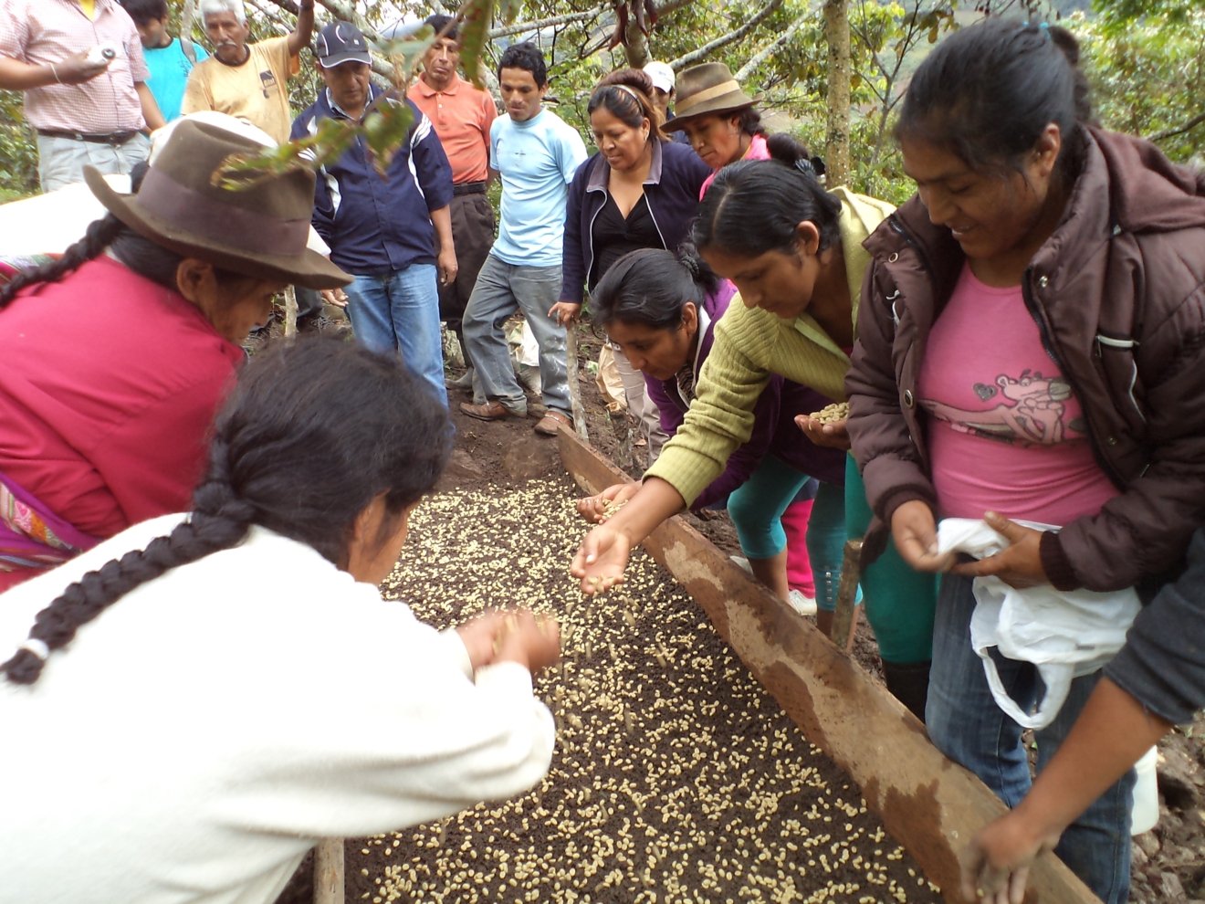 Buscan fortalecer cadenas productivas de café y cacao