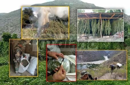 DEPOTAD Huánuco decomisa 1500 kilos de marihuana en las alturas de Huacaybamba