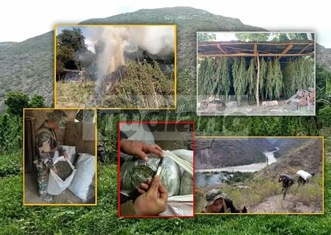 DEPOTAD Huánuco decomisa 1500 kilos de marihuana en las alturas de Huacaybamba