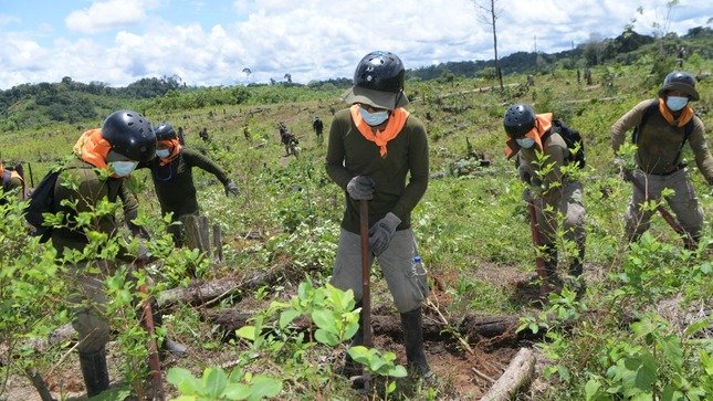 Erradicaron más de 4 mil hectáreas de hoja de coca en lo que va del 2022