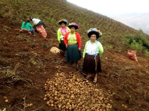 Entregarán maquinarias y fertilizantes a productores de papa nativa en Sacsahuanca